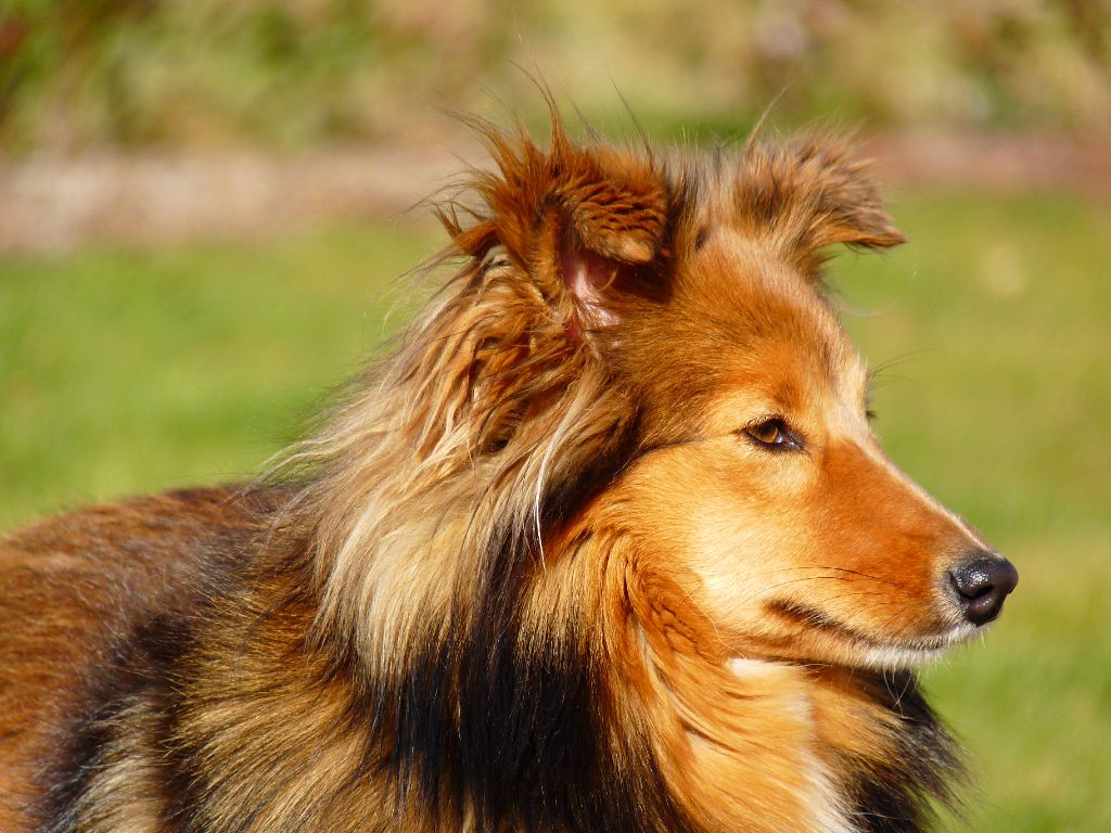 Rubis blonde des Bordes Rouges