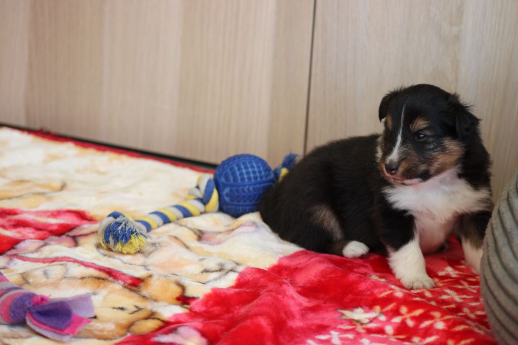 Des Petites Lucioles - Chiot disponible  - Shetland Sheepdog