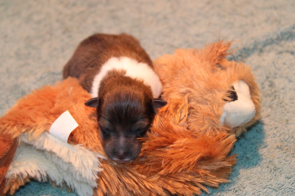 Des Petites Lucioles - Chiot disponible  - Shetland Sheepdog