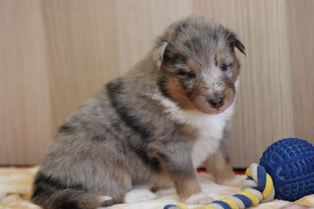 Des Petites Lucioles - Chiot disponible  - Shetland Sheepdog