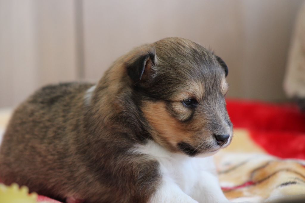 Des Petites Lucioles - Chiot disponible  - Shetland Sheepdog