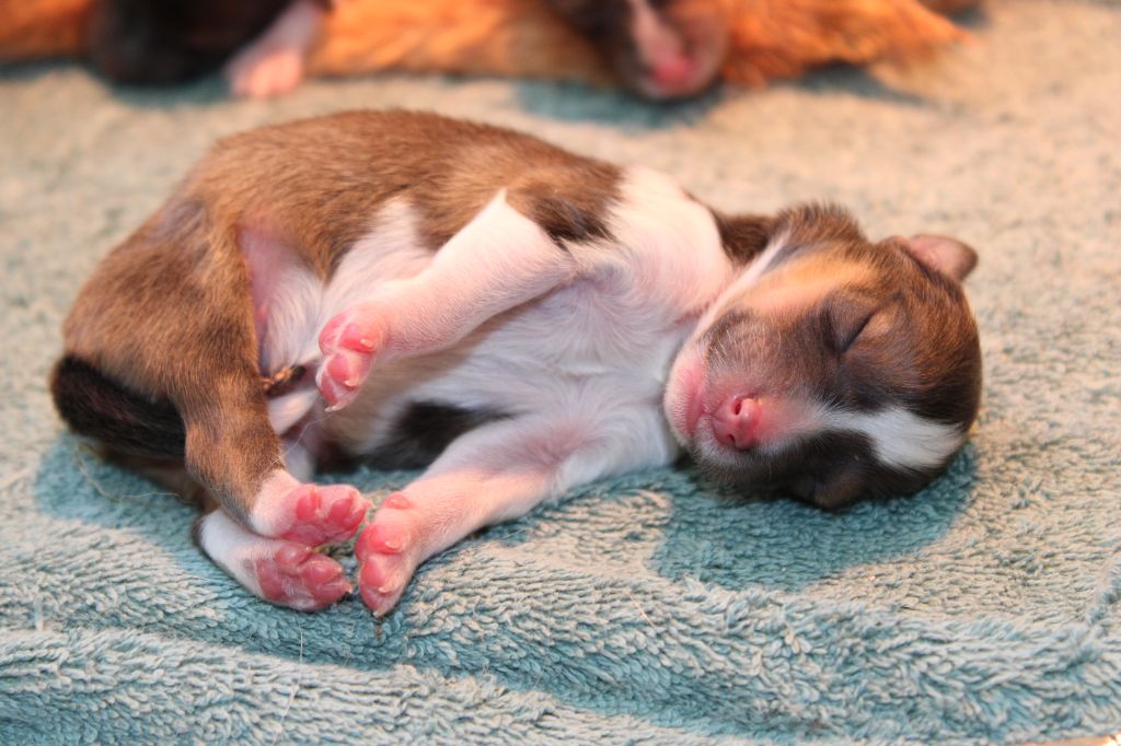 Des Petites Lucioles - Chiot disponible  - Shetland Sheepdog