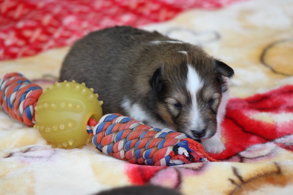 Des Petites Lucioles - Chiot disponible  - Shetland Sheepdog