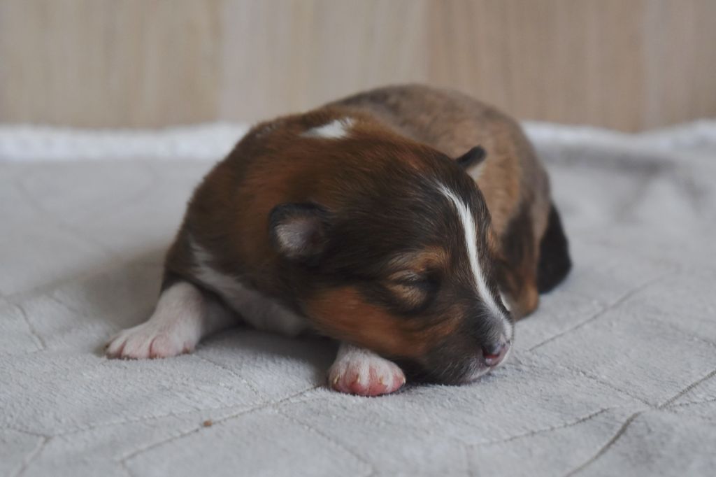 Des Petites Lucioles - Chiot disponible  - Shetland Sheepdog