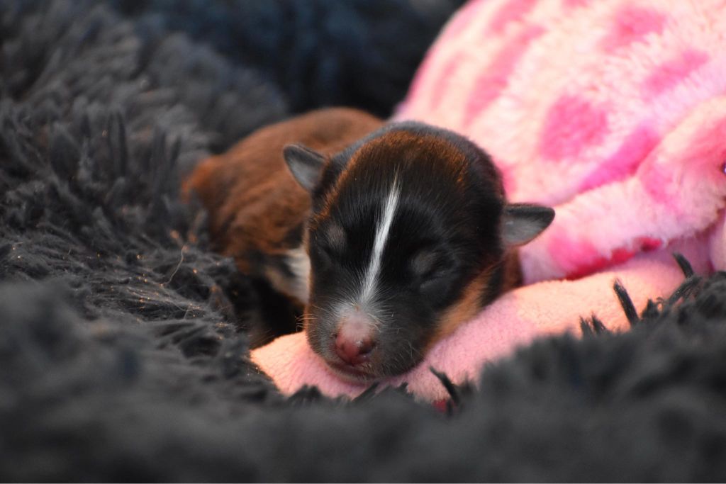 Des Petites Lucioles - Chiot disponible  - Shetland Sheepdog