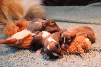 Des Petites Lucioles - Shetland Sheepdog - Portée née le 14/01/2025