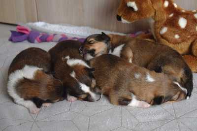 Des Petites Lucioles - Shetland Sheepdog - Portée née le 14/01/2025