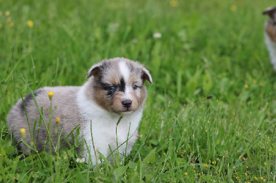 Des Petites Lucioles - Shetland Sheepdog - Portée née le 20/04/2024