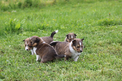 Des Petites Lucioles - Shetland Sheepdog - Portée née le 09/04/2024