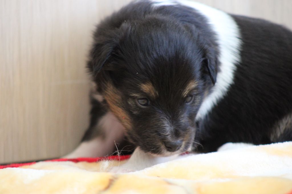 Des Petites Lucioles - Chiot disponible  - Shetland Sheepdog