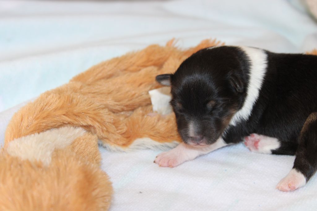 Des Petites Lucioles - Chiot disponible  - Shetland Sheepdog