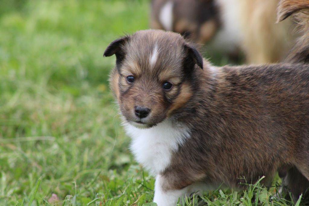 Des Petites Lucioles - Chiot disponible  - Shetland Sheepdog