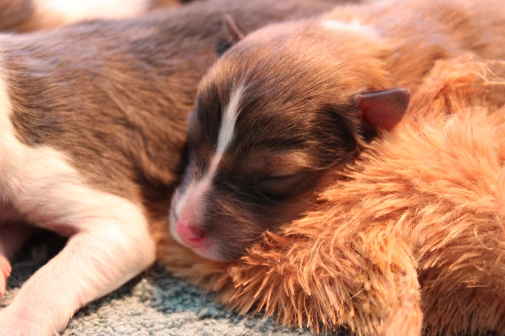 Des Petites Lucioles - Chiot disponible  - Shetland Sheepdog