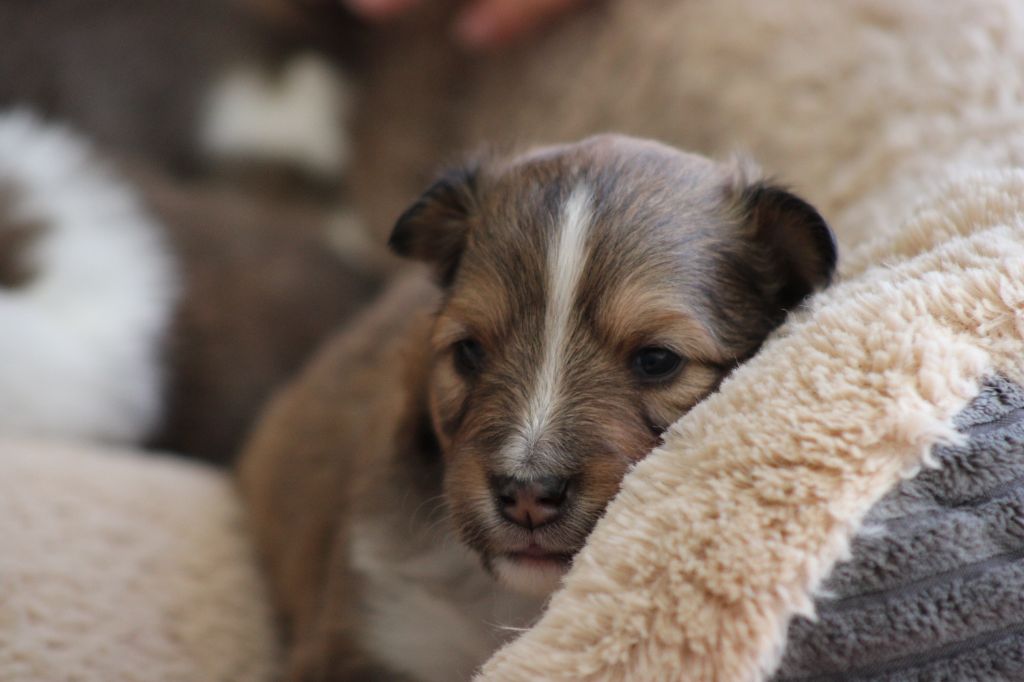 Des Petites Lucioles - Chiot disponible  - Shetland Sheepdog