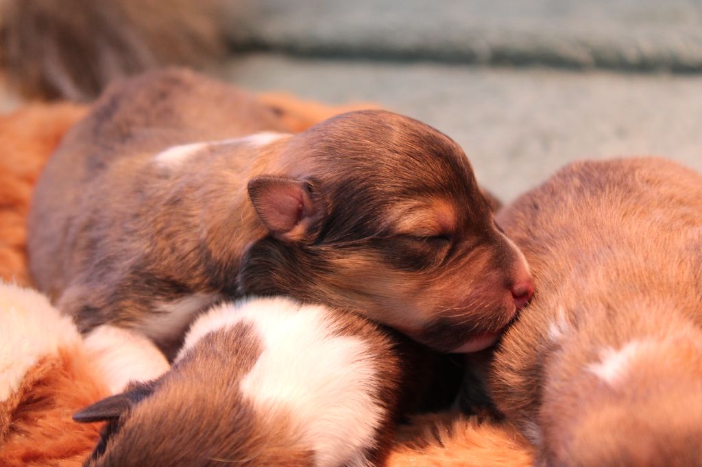 Des Petites Lucioles - Chiot disponible  - Shetland Sheepdog