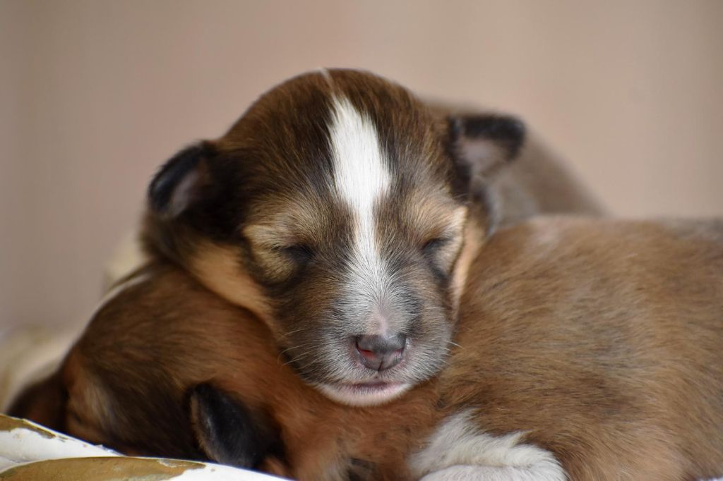 Des Petites Lucioles - Chiot disponible  - Shetland Sheepdog