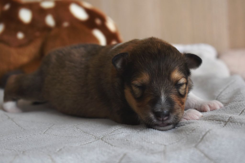 Des Petites Lucioles - Chiot disponible  - Shetland Sheepdog