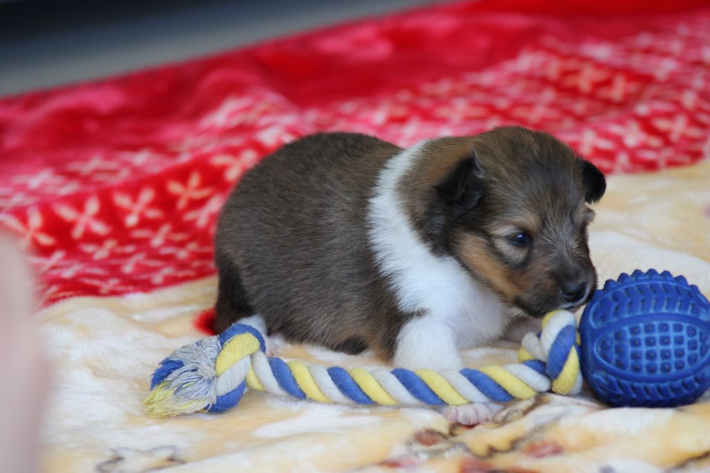 Des Petites Lucioles - Chiot disponible  - Shetland Sheepdog