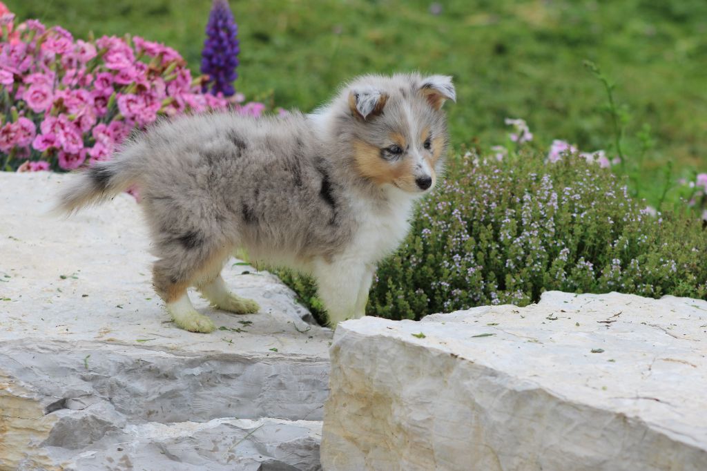 chiots