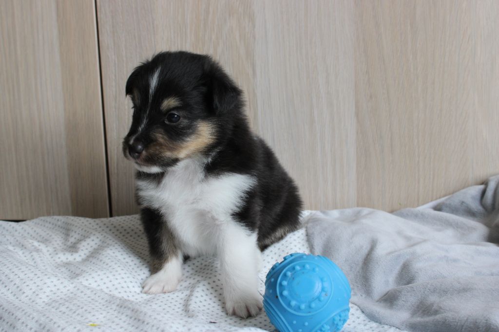 Chiot Shetland Sheepdog Des Petites Lucioles