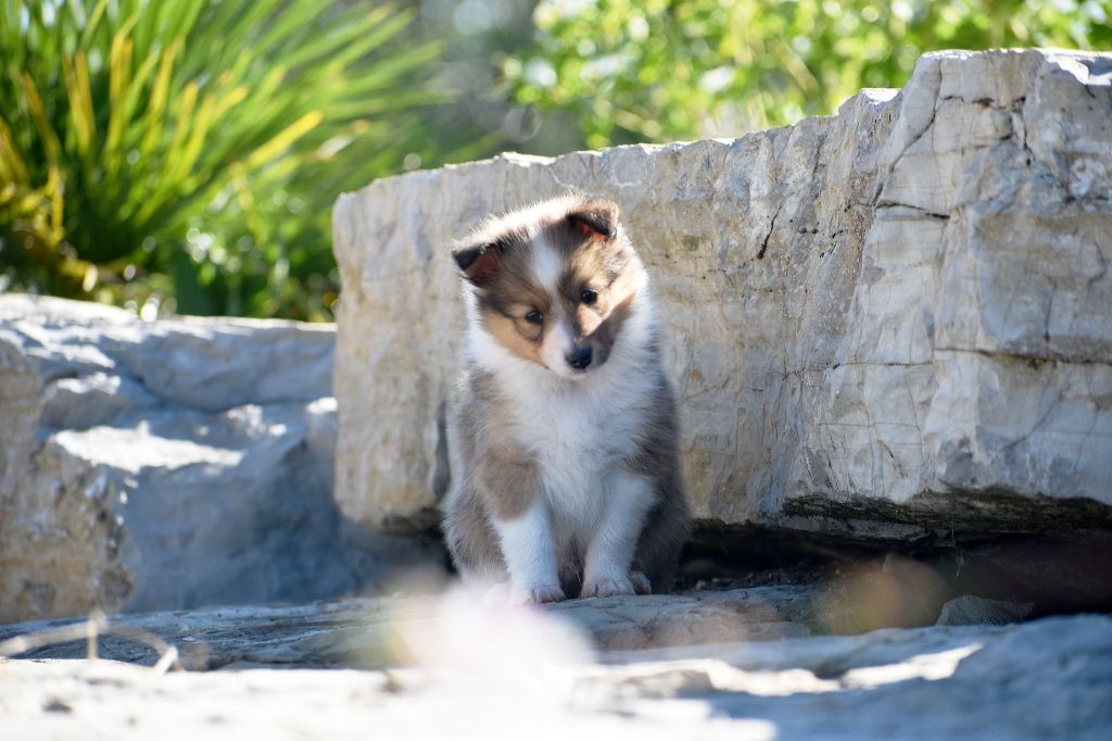 Des Petites Lucioles - Shetland Sheepdog - Portée née le 19/08/2025