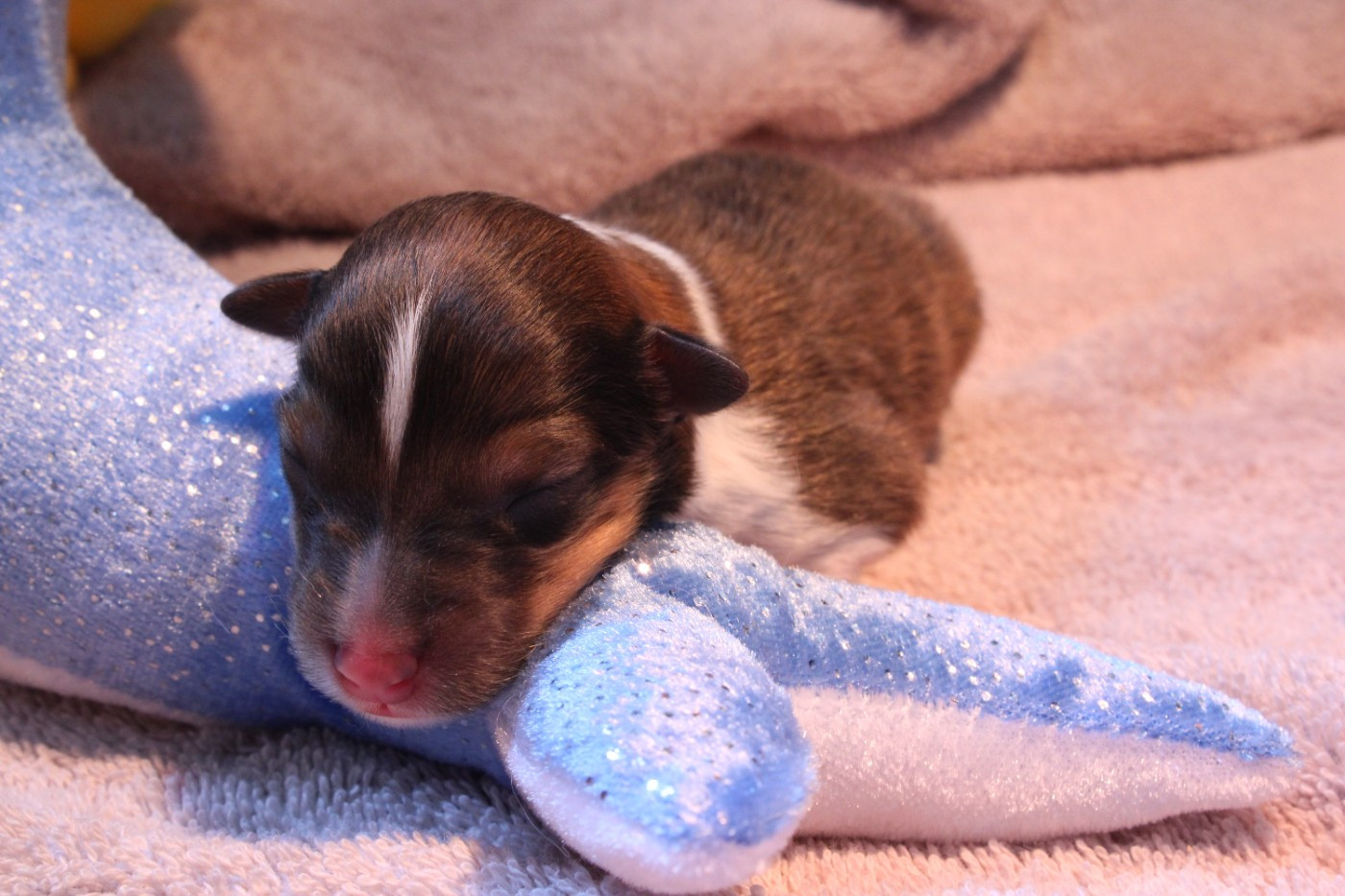 Des Petites Lucioles - Chiots disponibles - Shetland Sheepdog