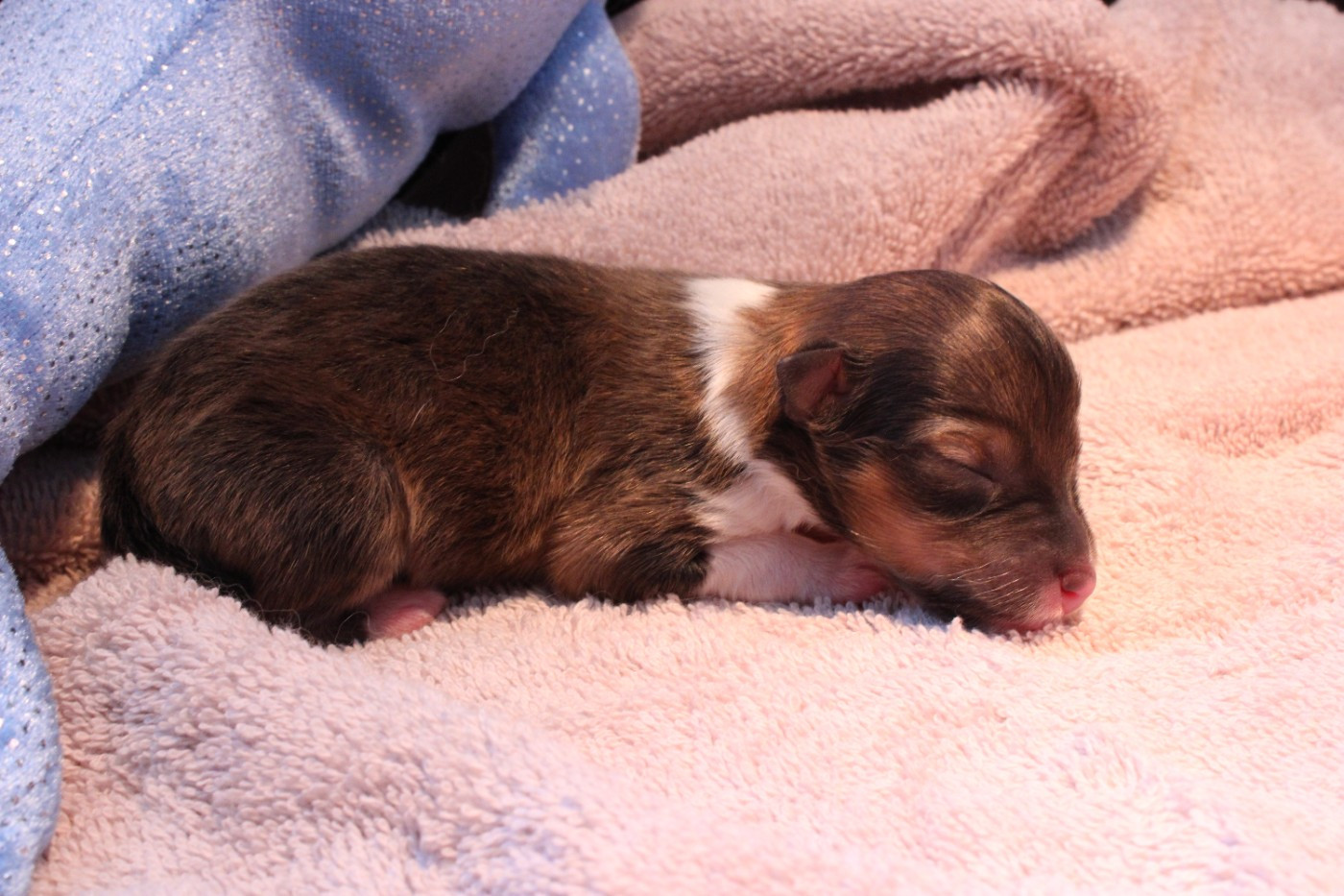 Des Petites Lucioles - Chiots disponibles - Shetland Sheepdog