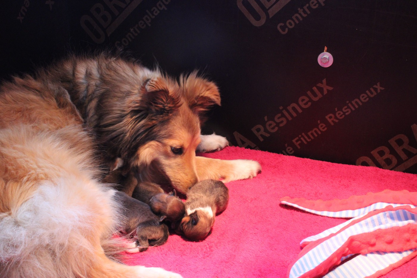 Chiot Shetland Sheepdog Des Petites Lucioles