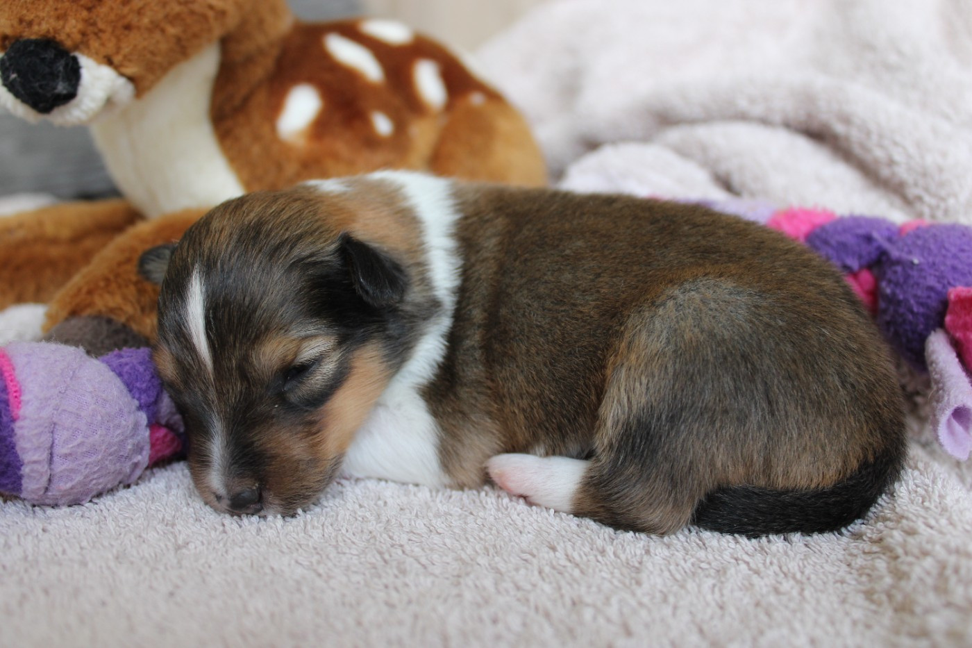 Des Petites Lucioles - Chiots disponibles - Shetland Sheepdog