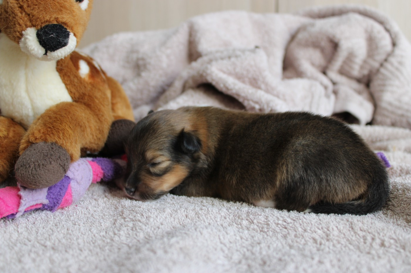 Des Petites Lucioles - Chiots disponibles - Shetland Sheepdog