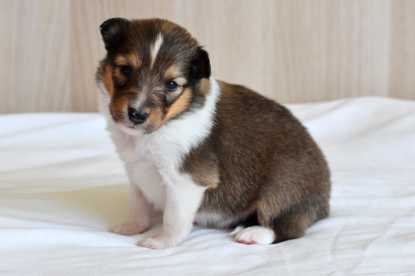 Des Petites Lucioles - Chiots disponibles - Shetland Sheepdog