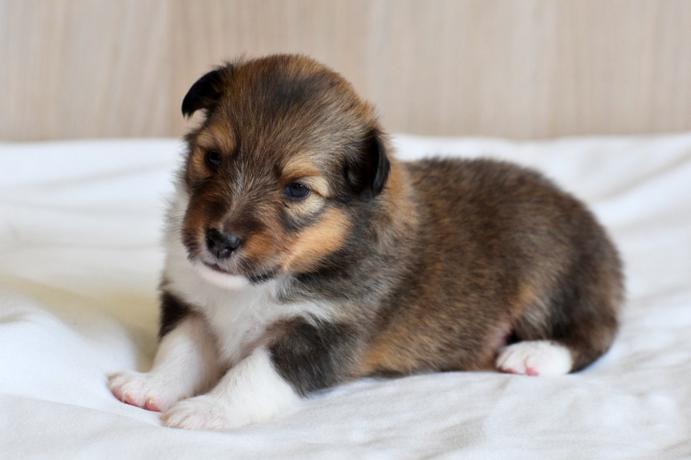 Des Petites Lucioles - Chiots disponibles - Shetland Sheepdog