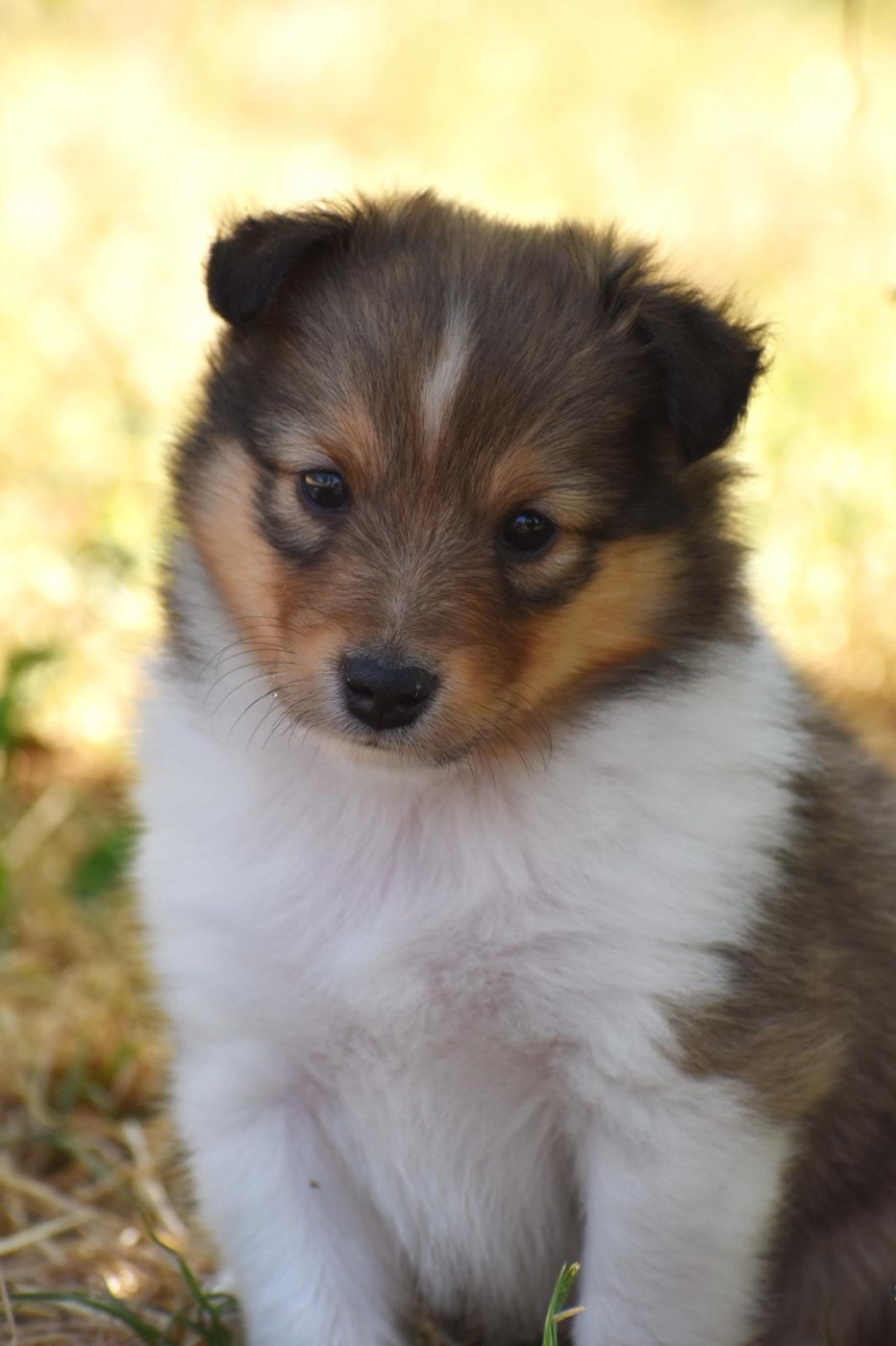 Des Petites Lucioles - Shetland Sheepdog - Portée née le 19/05/2026