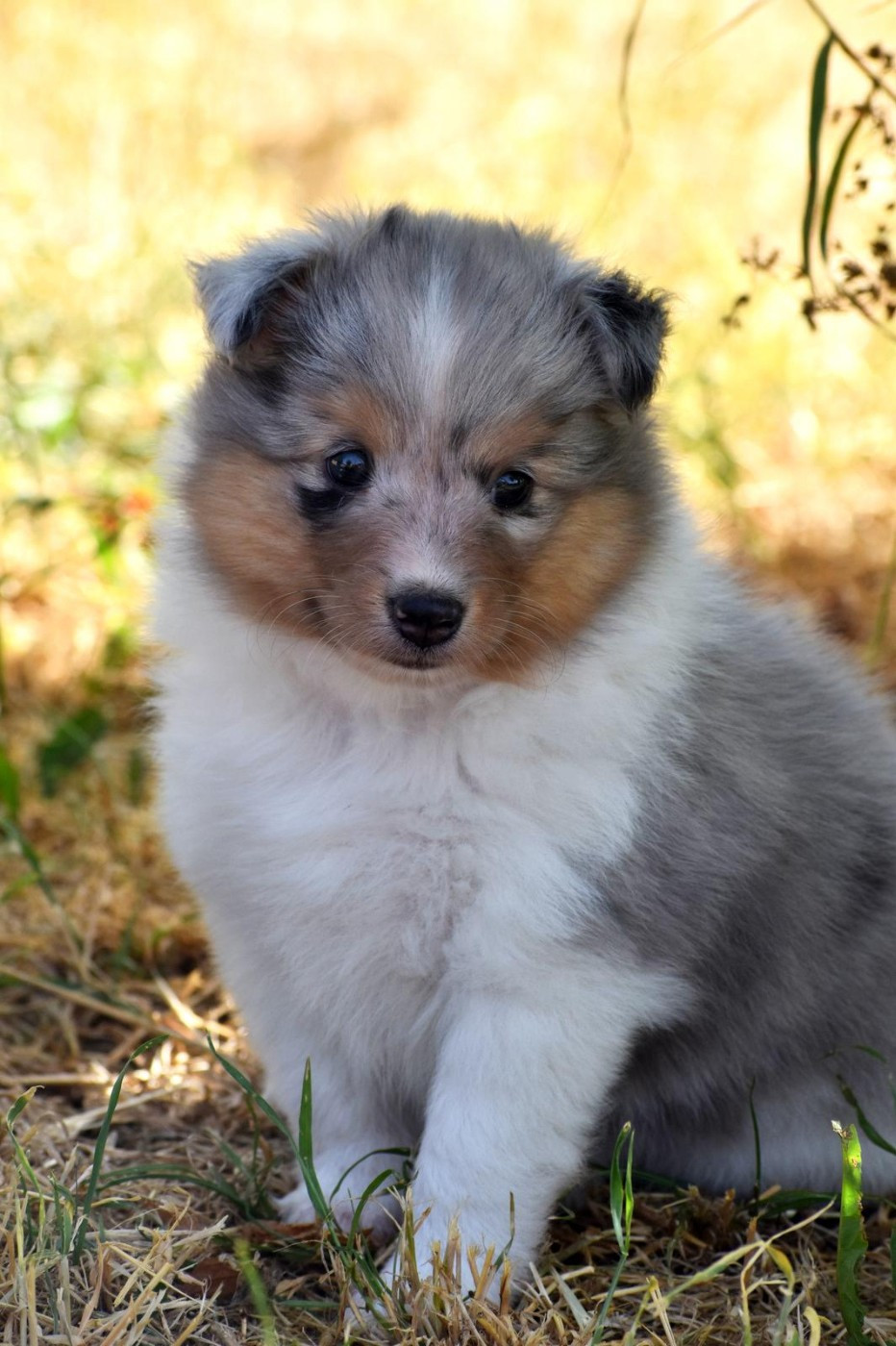 Des Petites Lucioles - Shetland Sheepdog - Portée née le 18/05/2026