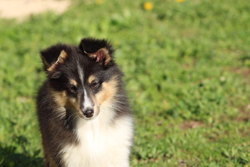 Des Petites Lucioles - Chiots disponibles - Shetland Sheepdog