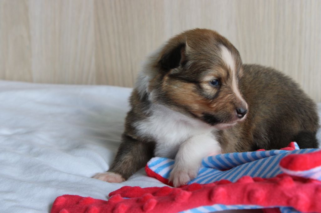 Des Petites Lucioles - Chiots disponibles - Shetland Sheepdog