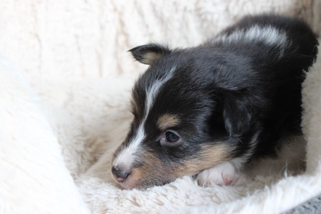 Des Petites Lucioles - Chiots disponibles - Shetland Sheepdog