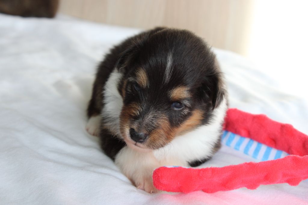 Des Petites Lucioles - Chiots disponibles - Shetland Sheepdog