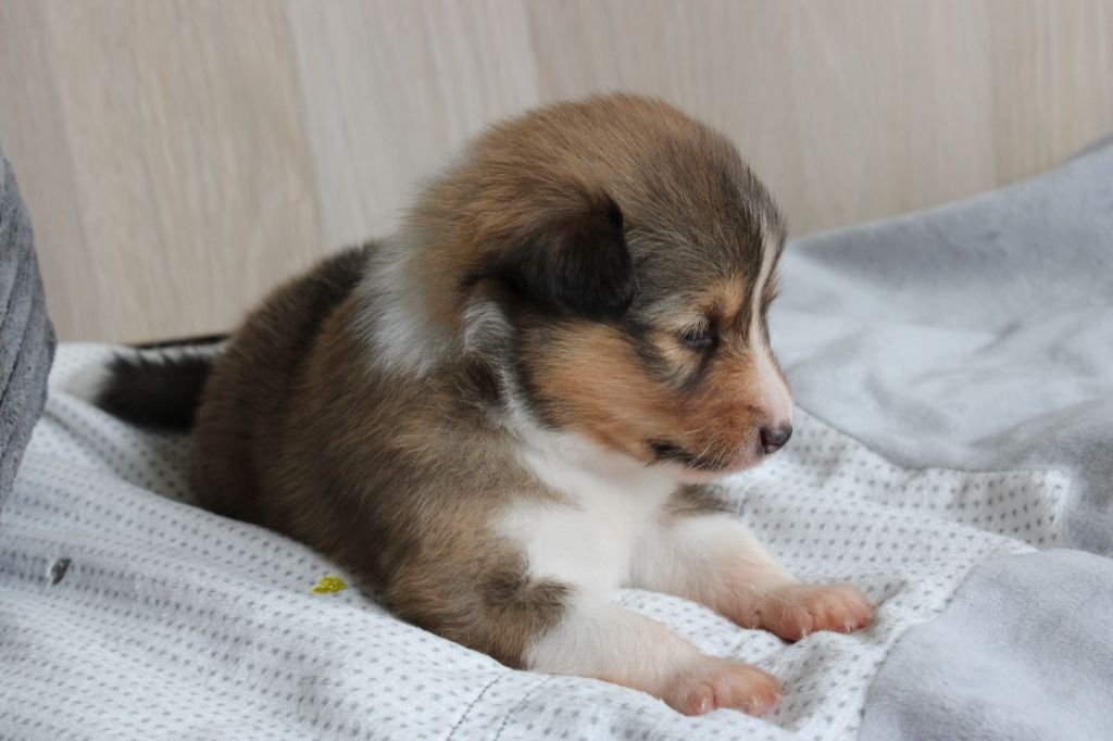 Des Petites Lucioles - Chiots disponibles - Shetland Sheepdog