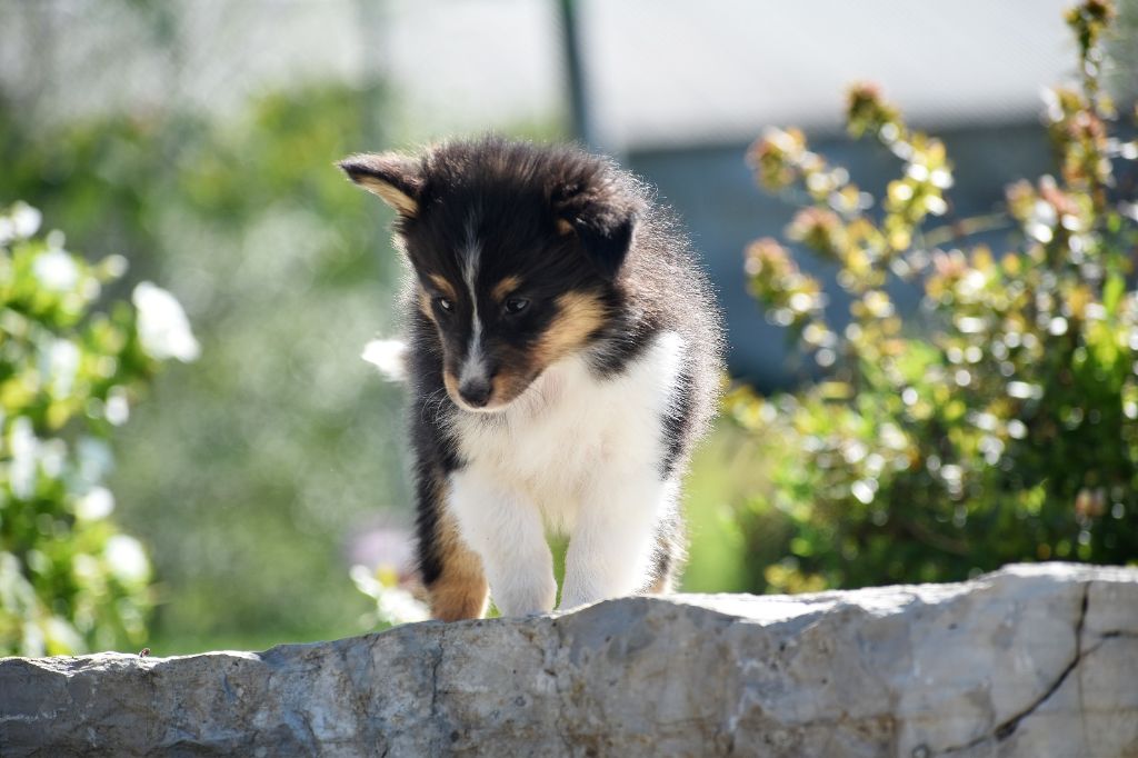 Des Petites Lucioles - Chiots disponibles - Shetland Sheepdog