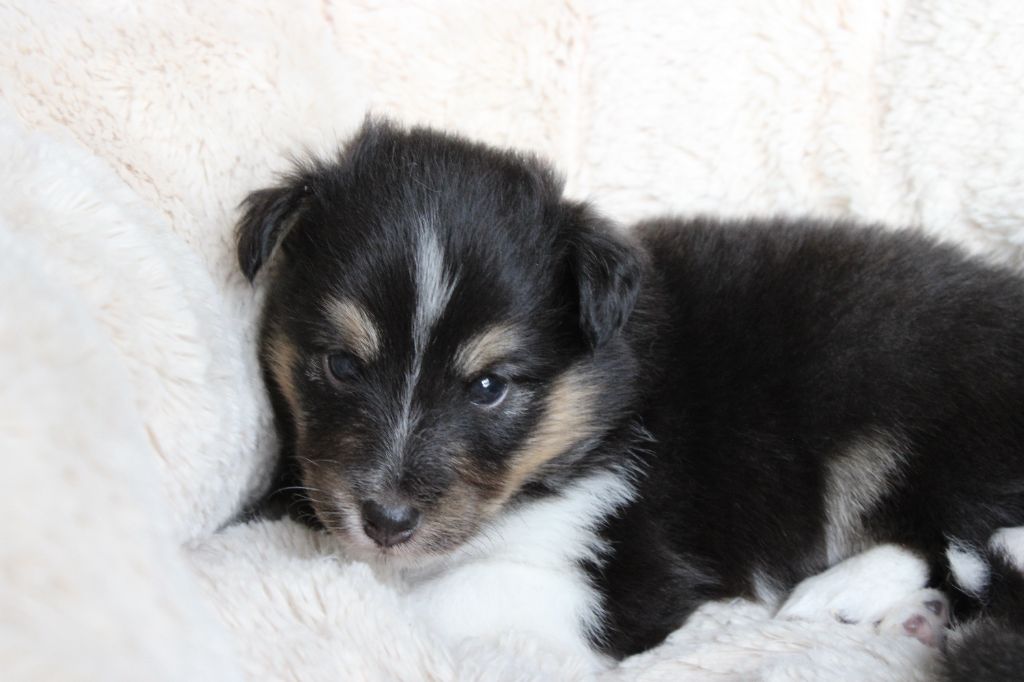 Des Petites Lucioles - Chiots disponibles - Shetland Sheepdog