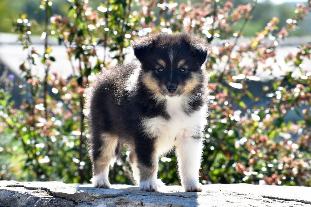 Des Petites Lucioles - Chiots disponibles - Shetland Sheepdog