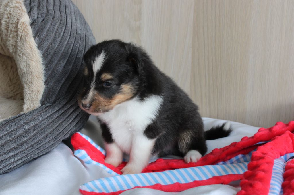 Des Petites Lucioles - Chiots disponibles - Shetland Sheepdog
