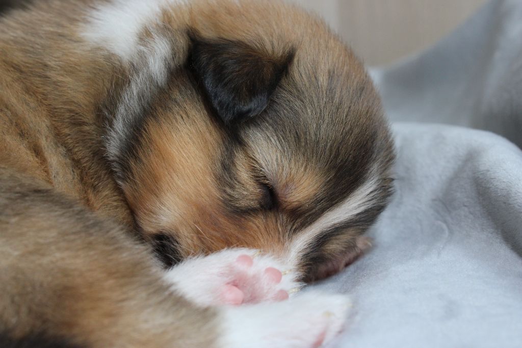 Chiot Shetland Sheepdog Des Petites Lucioles